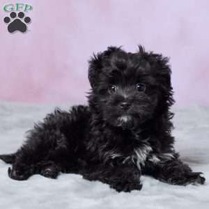 Oreo, Mini Aussiedoodle Puppy